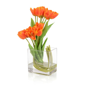 Clementine Tulips