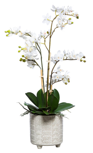 White Silk Mini Orchid Plant - Textured Footed Pot