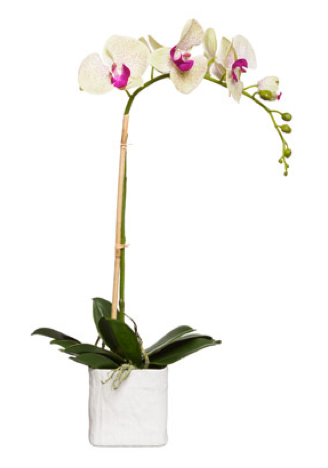 Silk Single Stem Orchid Plant - Pale Green & Pink