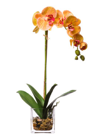 Silk Single Orchid in Water-Like Container - Orange & Pink