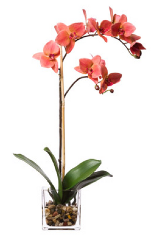 Silk Single Orchid in Water-Like Container - Coral