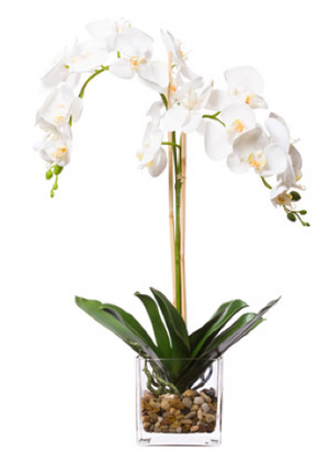 Silk Double Orchid in Water-Like Container - White