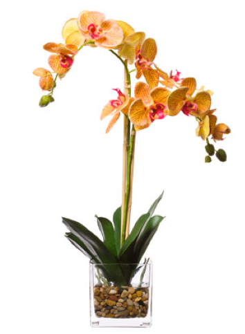 Silk Double Orchid in Water-Like Container - Orange & Pink