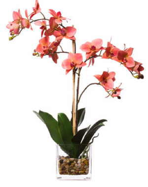 Silk Double Orchid in Water-Like Container - Coral