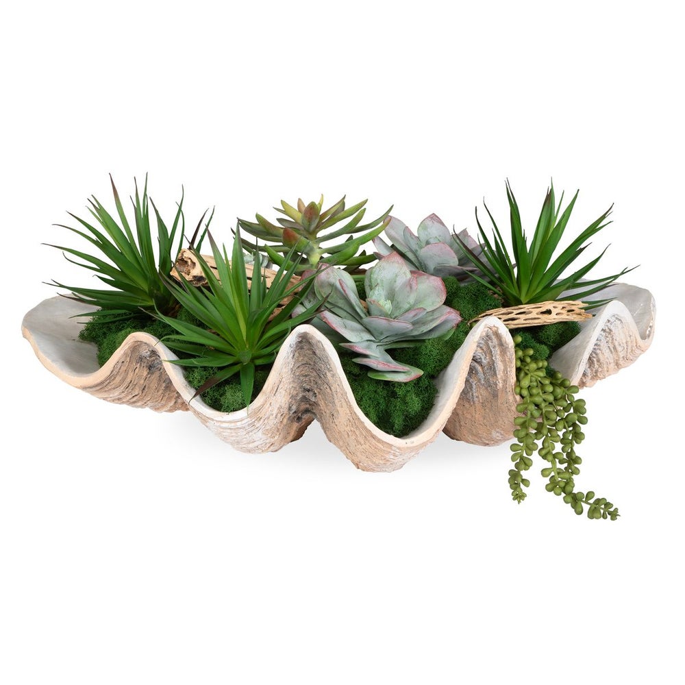 coastal succulent plants Uttermost Seaside Breeze Succulents