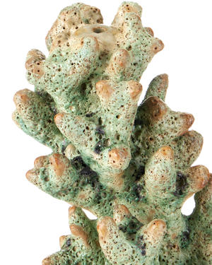 Staghorn Green Coral Object