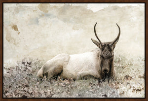 Restful Morning by Brandon Luther – Southern Bit - 36" x 24" Framed