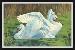 A Pair of Swans by Sam Nash - 45" x 30" Framed