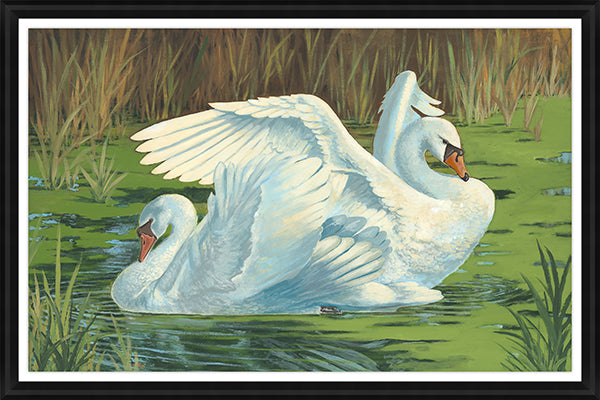 A Pair of Swans by Sam Nash - 45" x 30" Framed