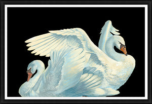 Gliding Swans by Sam Nash - 45" x 30" Framed