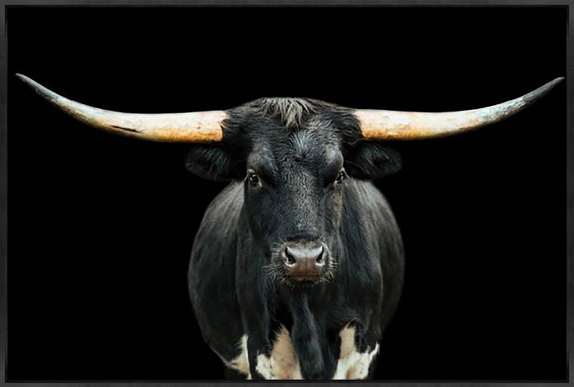 Black and White Longhorn by Adam Mowery - 36" x 24" Framed