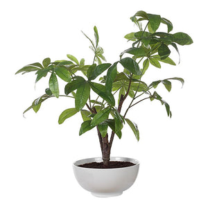 Uttermost Pachira Money Tree