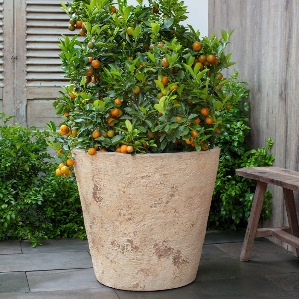 Potted citrus plant with oranges in a textured pot on a patio