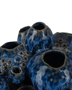 Sulawasi Blue Shells