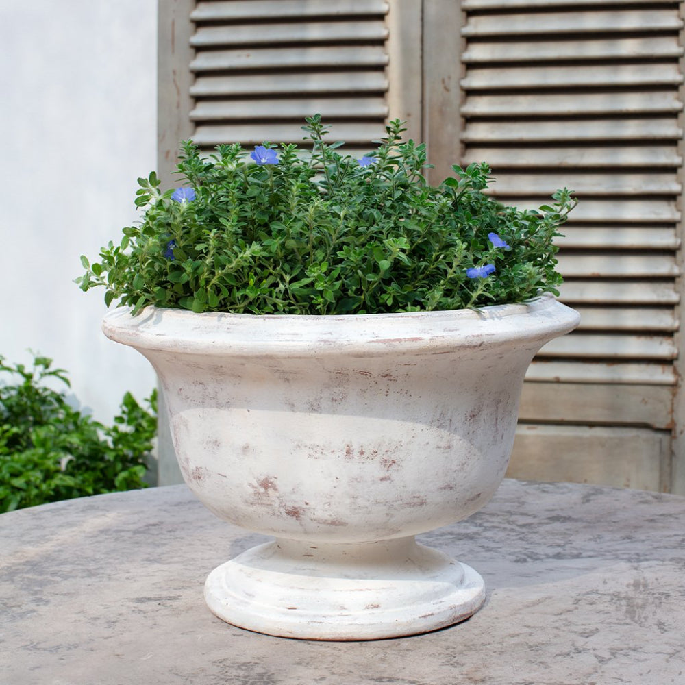 Decorative white urn planter with green plants on a wooden surface