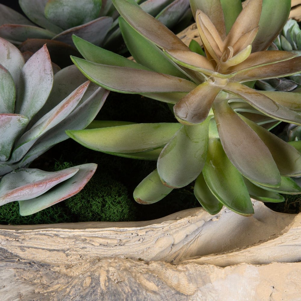 coastal succulents Uttermost Seaside Breeze Succulents