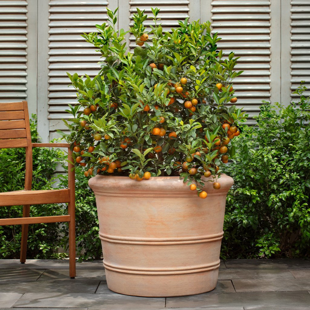 Potted citrus plant with fruits on a patio