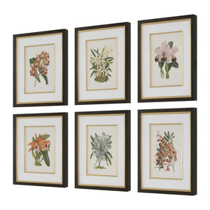 Uttermost Orchid Botanical Framed Prints Set/6