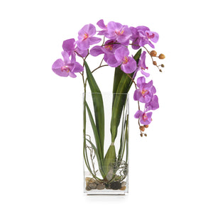 Deep Asian Orchid