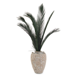 Crusty Palms