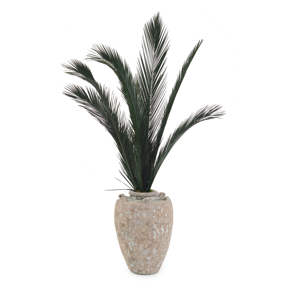 Crusty Palms