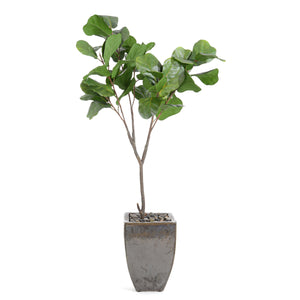 Rocky Fig Tree