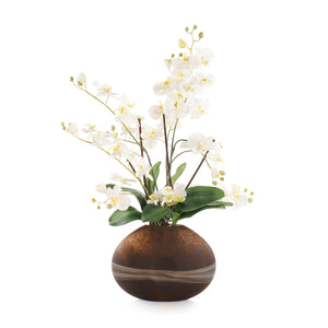 Desert Orchids