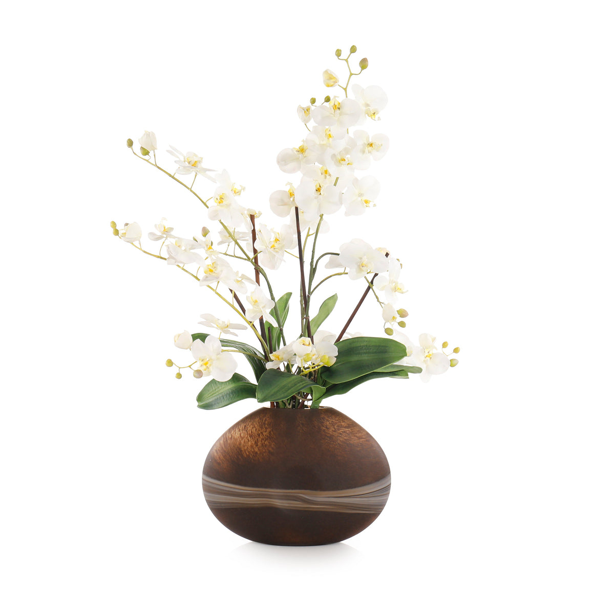 Desert Orchids