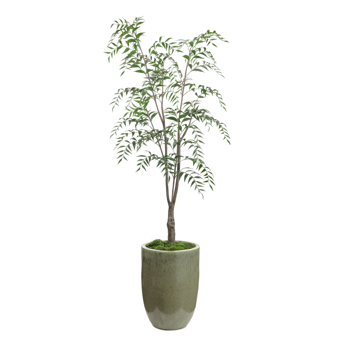 Southern Willow