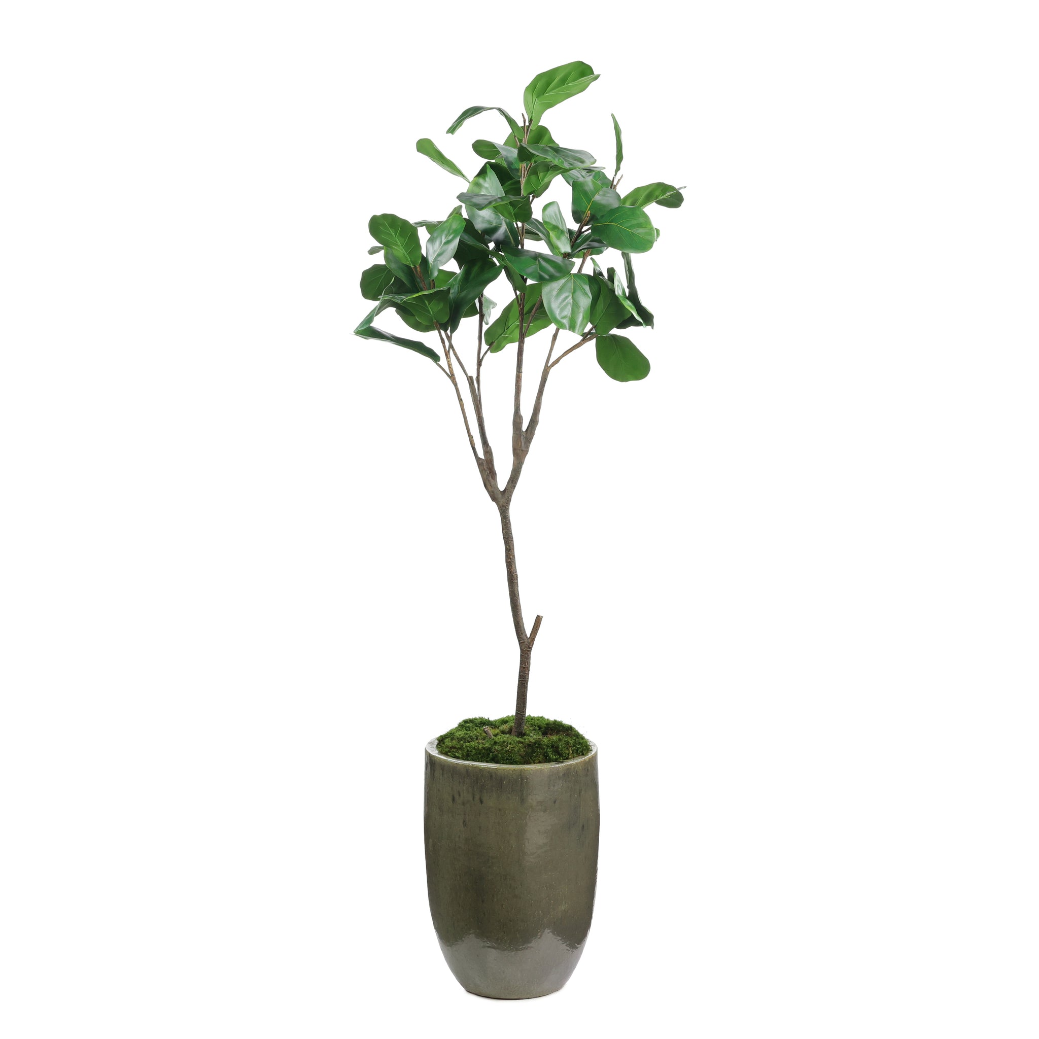 Mossy Green Fiddle Leaf Fig