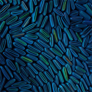 Tony Fey's Cerulean Swells