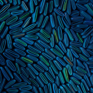 Tony Fey's Cerulean Swells