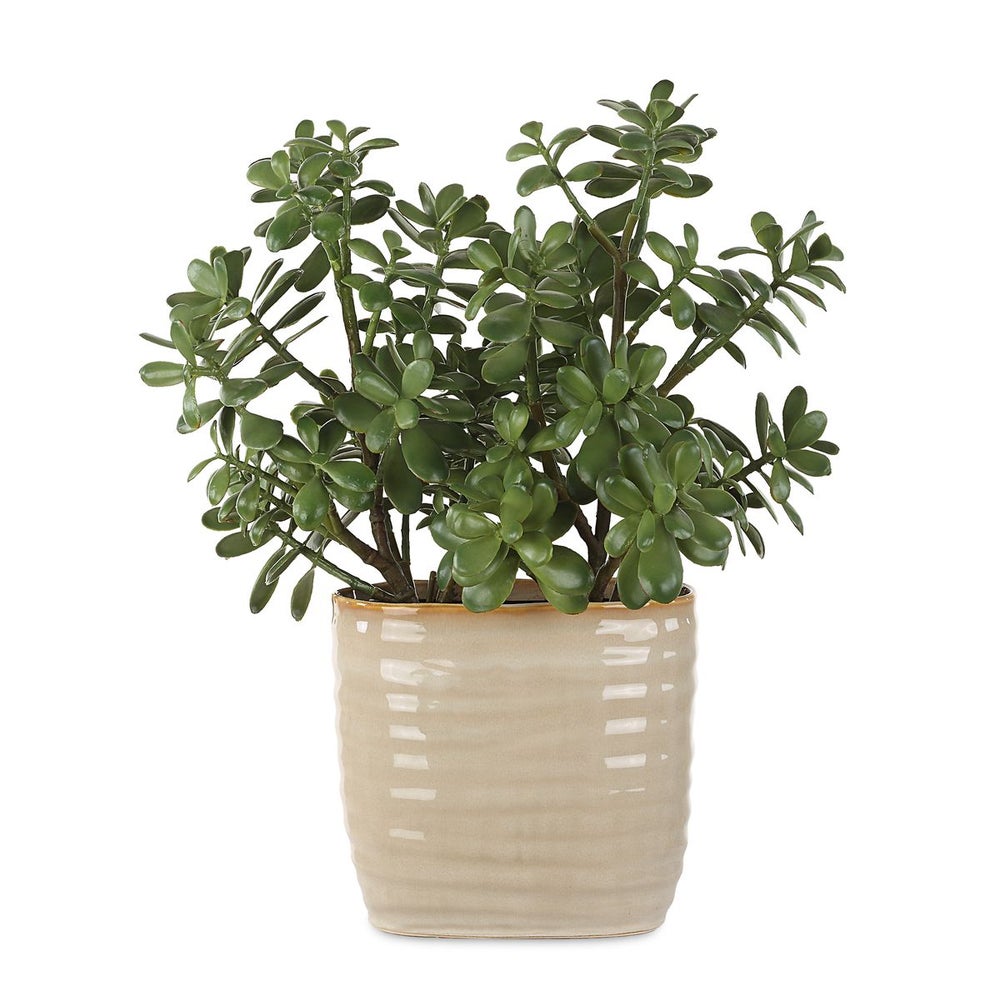 ceramic pot for jade plant Uttermost Crassula Jade Accent Plant