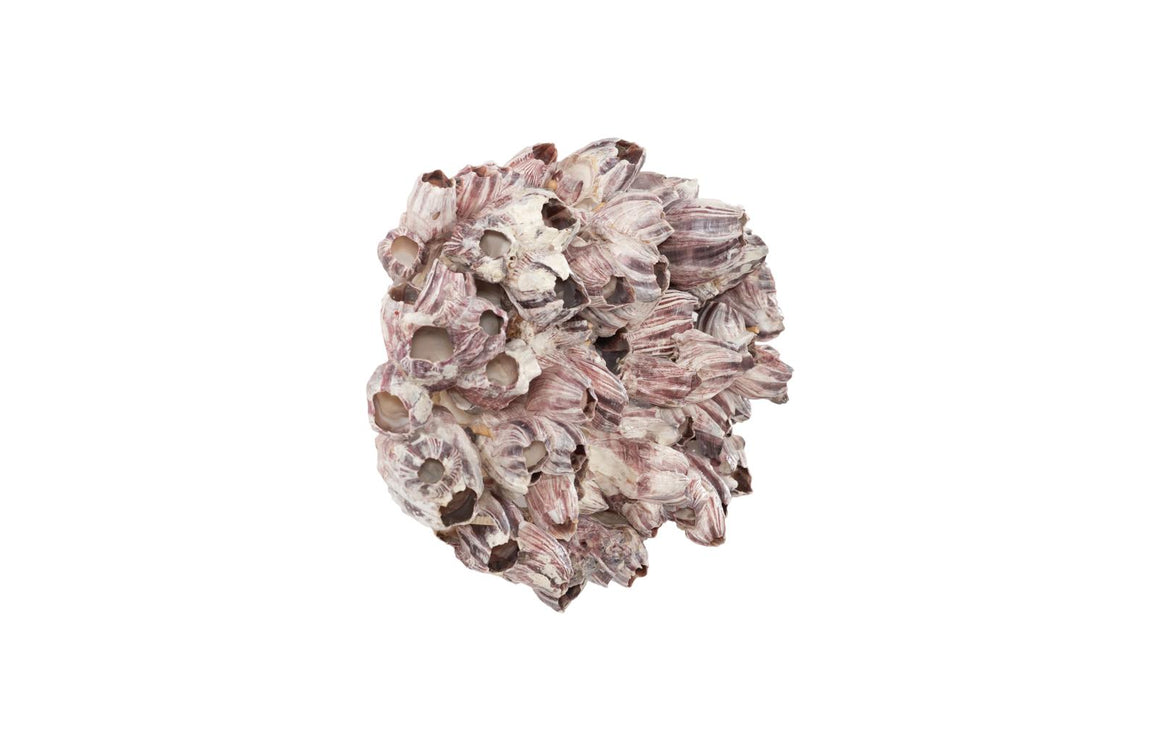 Barnacle Cluster Wall Art, LG