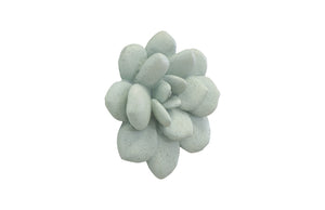 Laui Succulent Wall Art, Sage