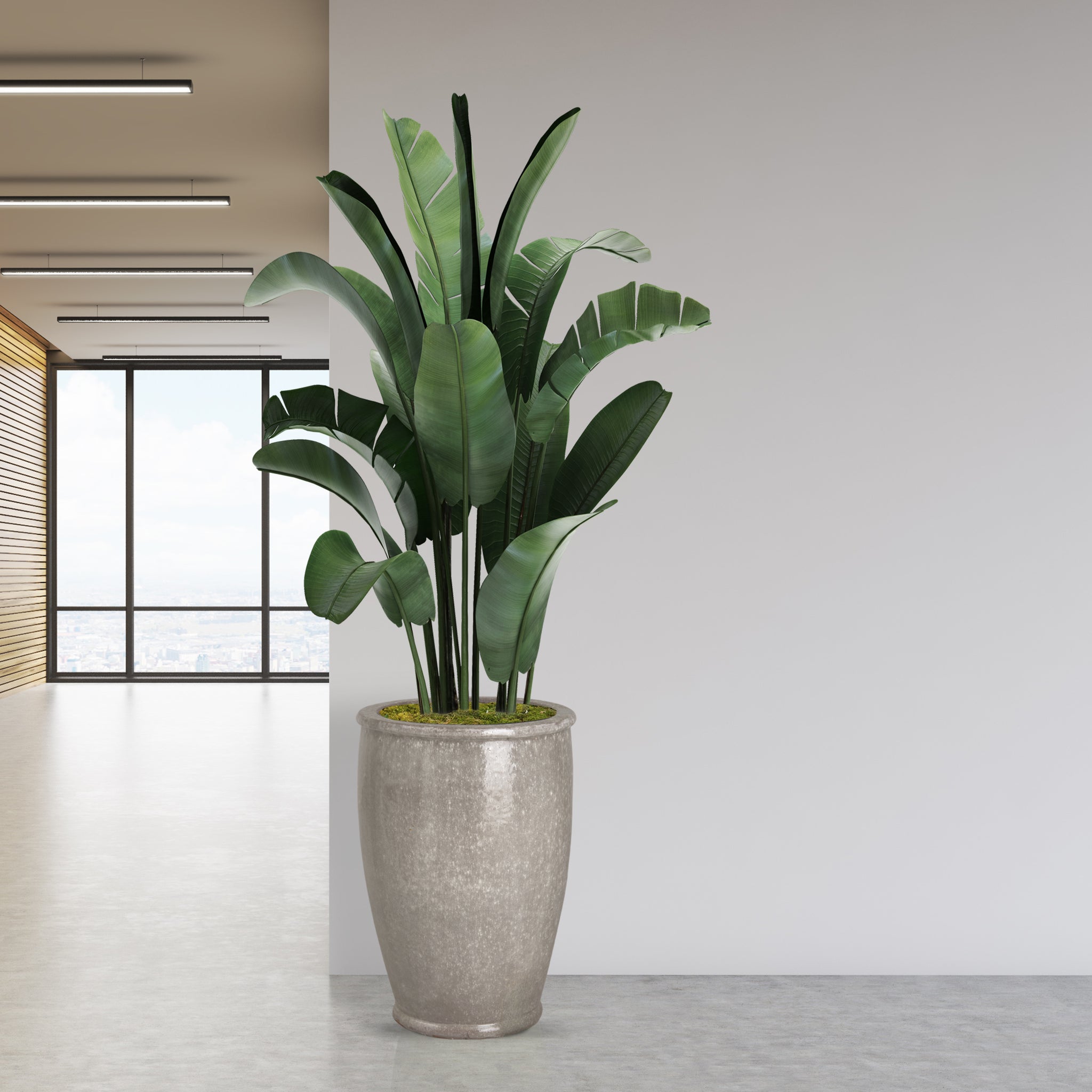 large gray indoor planter Large Rimmed Ceramic Planter - Gray