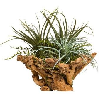 Faux Air Plant in Exotic Wood Bowl
