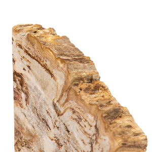 Petrified Wood Book Ends-Light