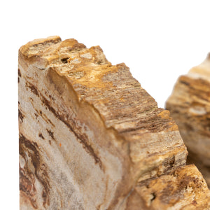 Petrified Wood Book Ends-Light