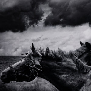 Horses Pair By Getty Images