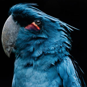 Palm Cockatoo By Getty Images