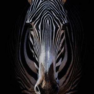 Zebra Stare By Getty Images