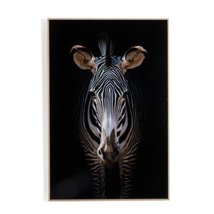 Zebra Stare By Getty Images