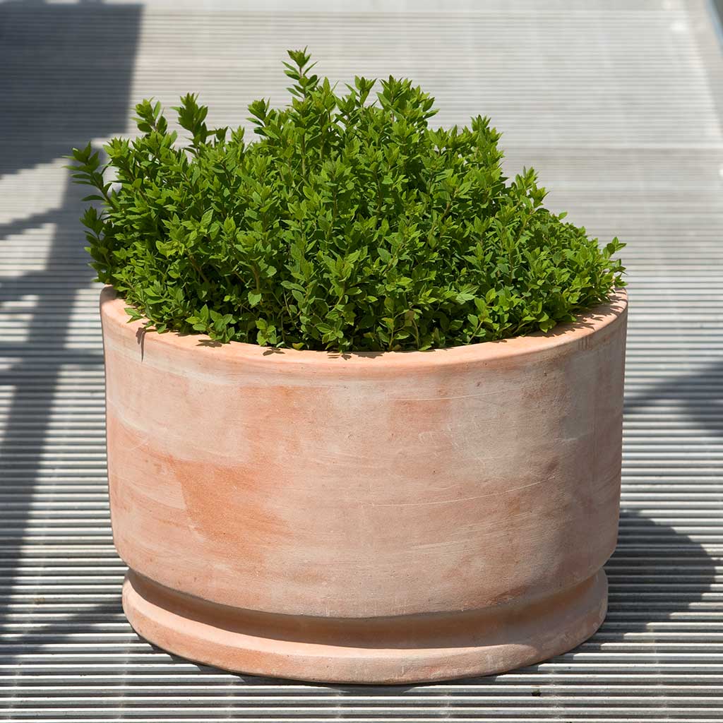 Low Natural Terra Cotta Planters - Set of 2