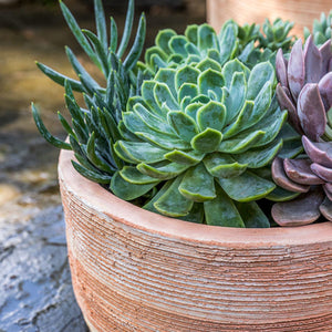 Low Sgraffito Terra Cotta Cylinder Planters - Set of 3