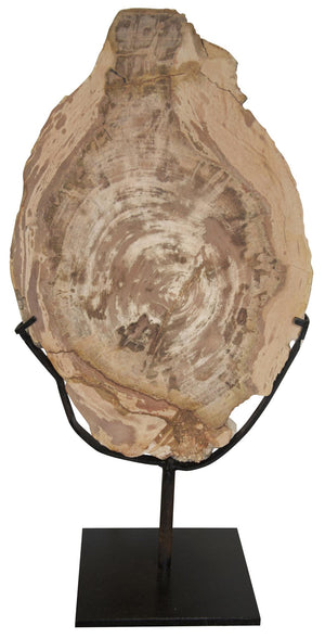 Noir Large Wood Fossil with Stand