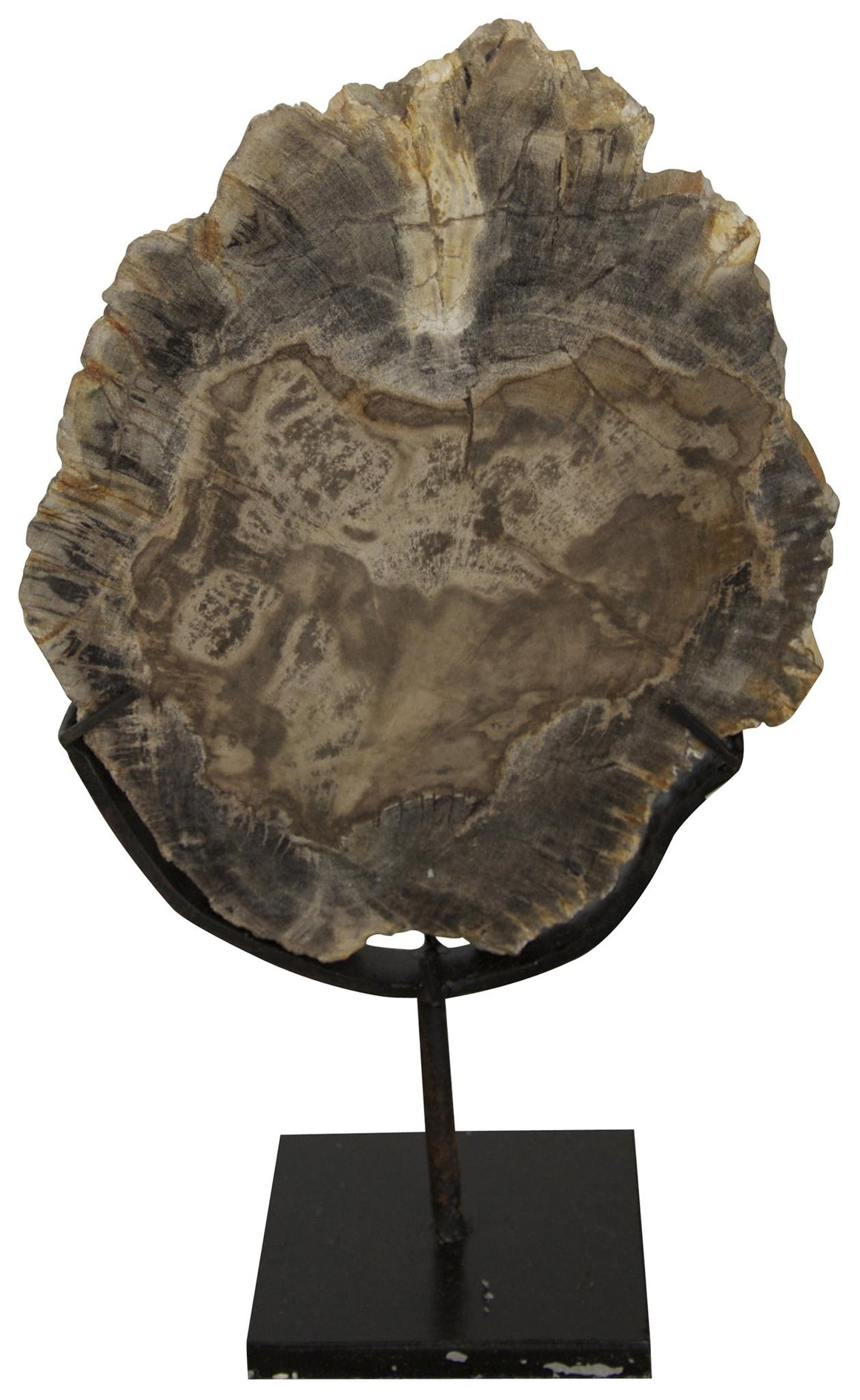 Noir Small Wood Fossil with Stand