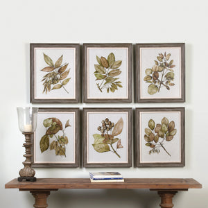 Seedlings Framed Prints S/6