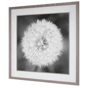 Dandelion Seedhead Framed Print