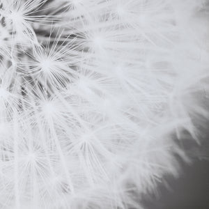 Dandelion Seedhead Framed Print